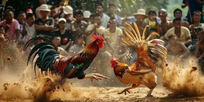 Ưu điểm nổi bật khi chơi cá cược đá gà trực tuyến 188Bet