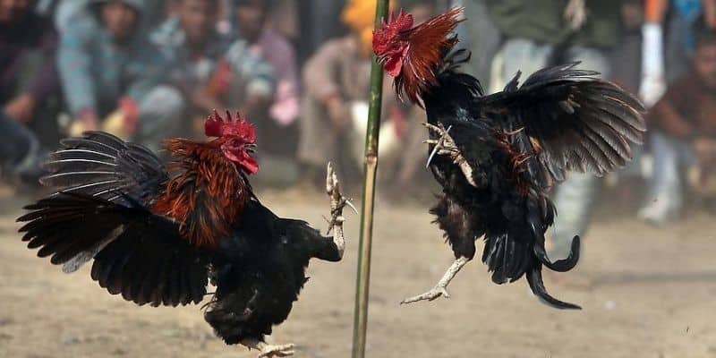 Bật mí bí kíp chiến thắng khi chơi đá gà trực tuyến 188Bet