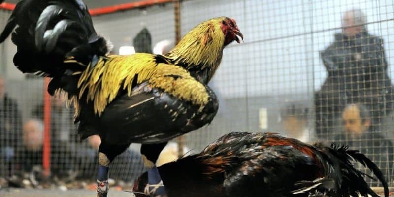 Nhà cái thường xuyên tung ra các chương trình khuyến mãi hấp dẫn